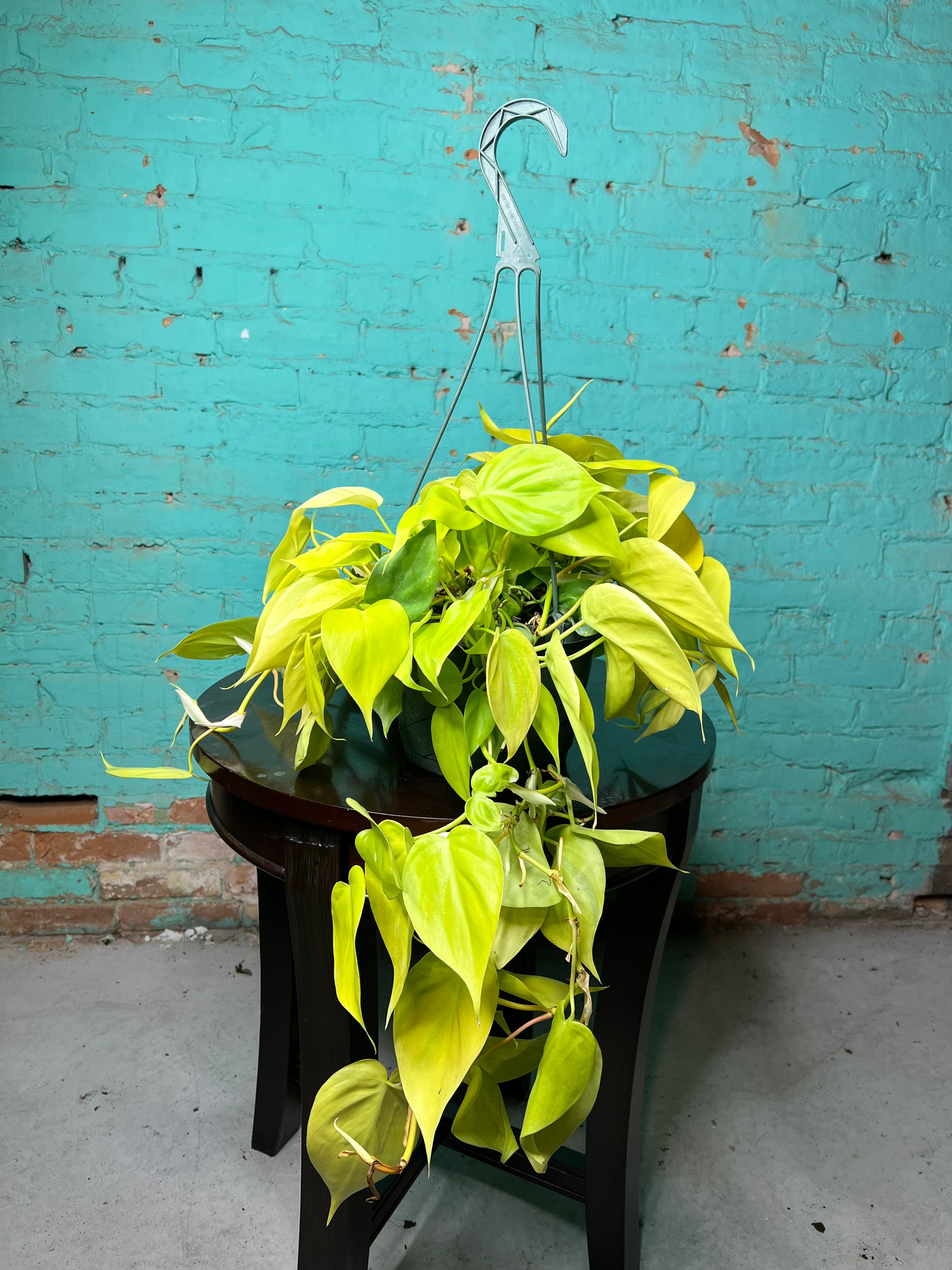 heart leaf philodendron neon Philodendron Neon Heart Leaf 8” basket – The Rooted Plant Shop