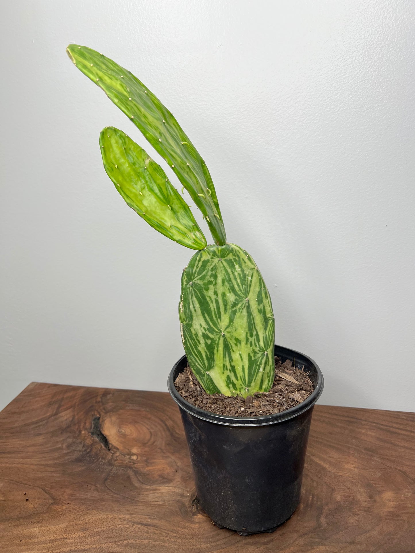 Prickly Pear (variegated)