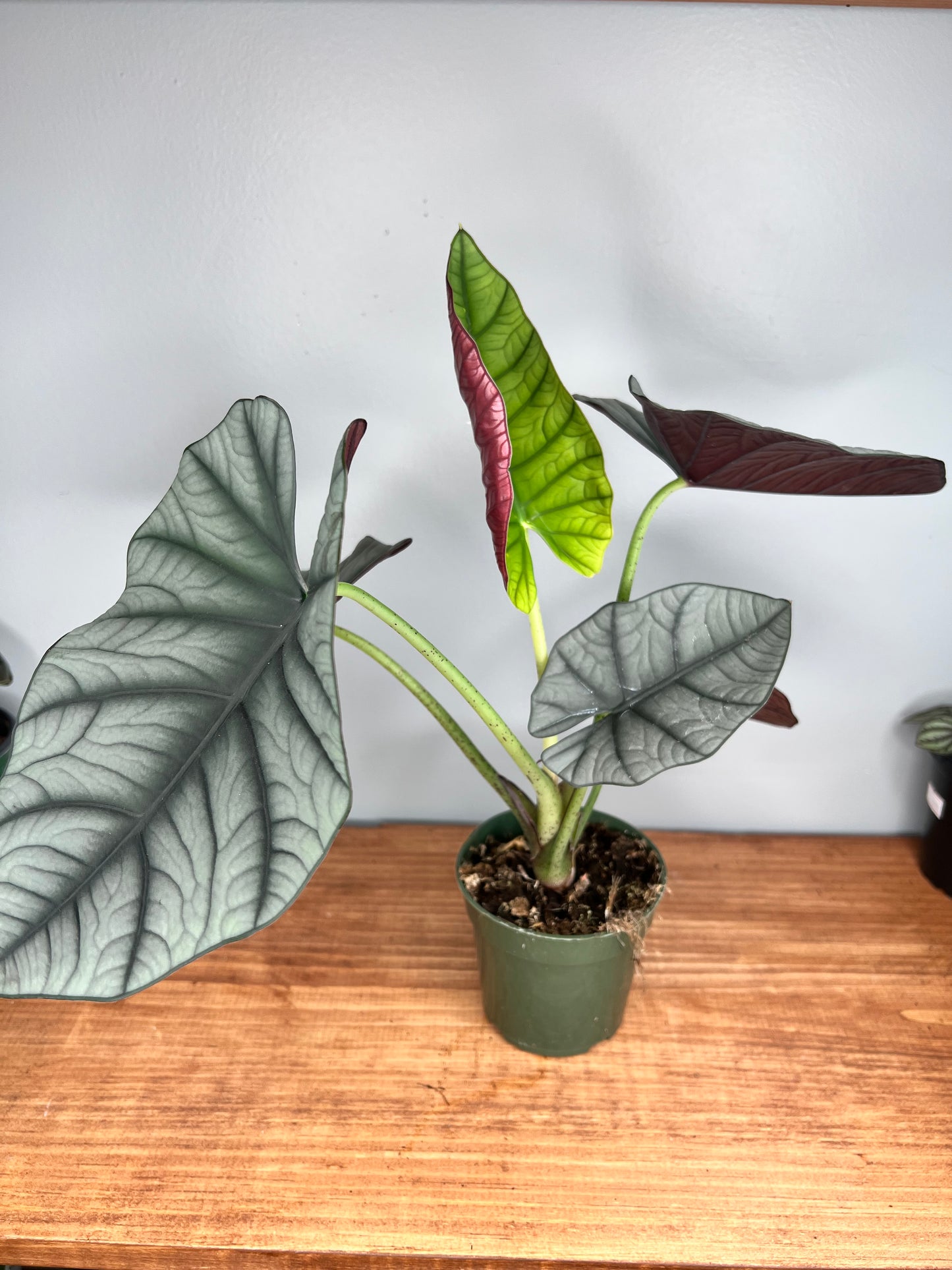 Alocasia Reginae