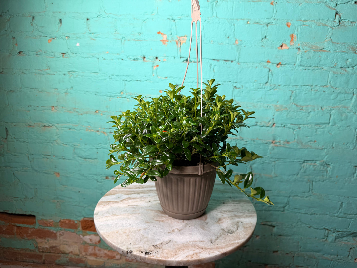 Goldfish plant 6” basket