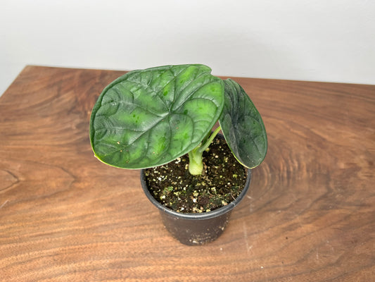 Alocasia Aegis 4”