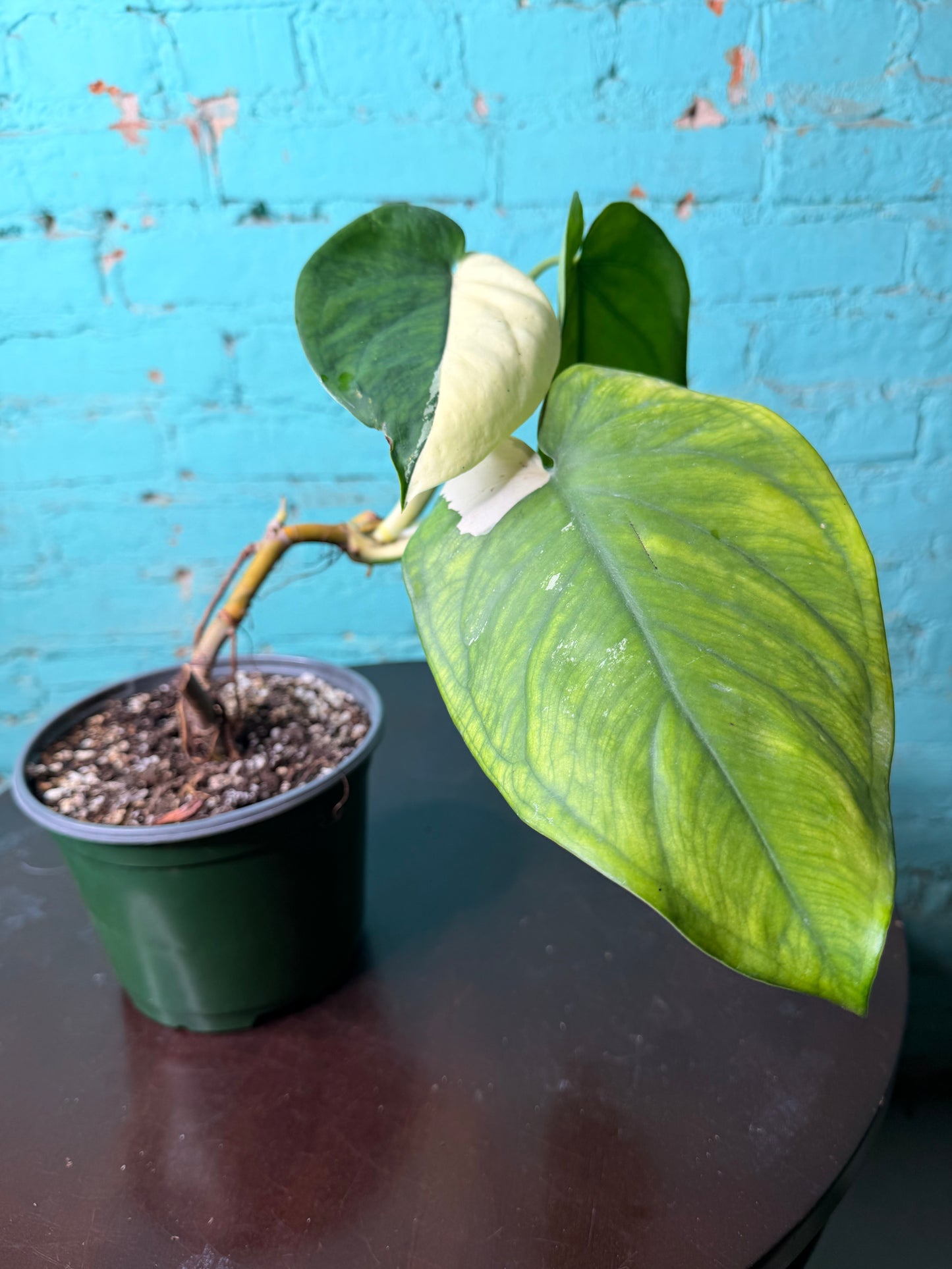 Syngonium Chiapense Variegated 6”