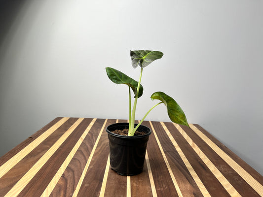 Alocasia Regal Shield