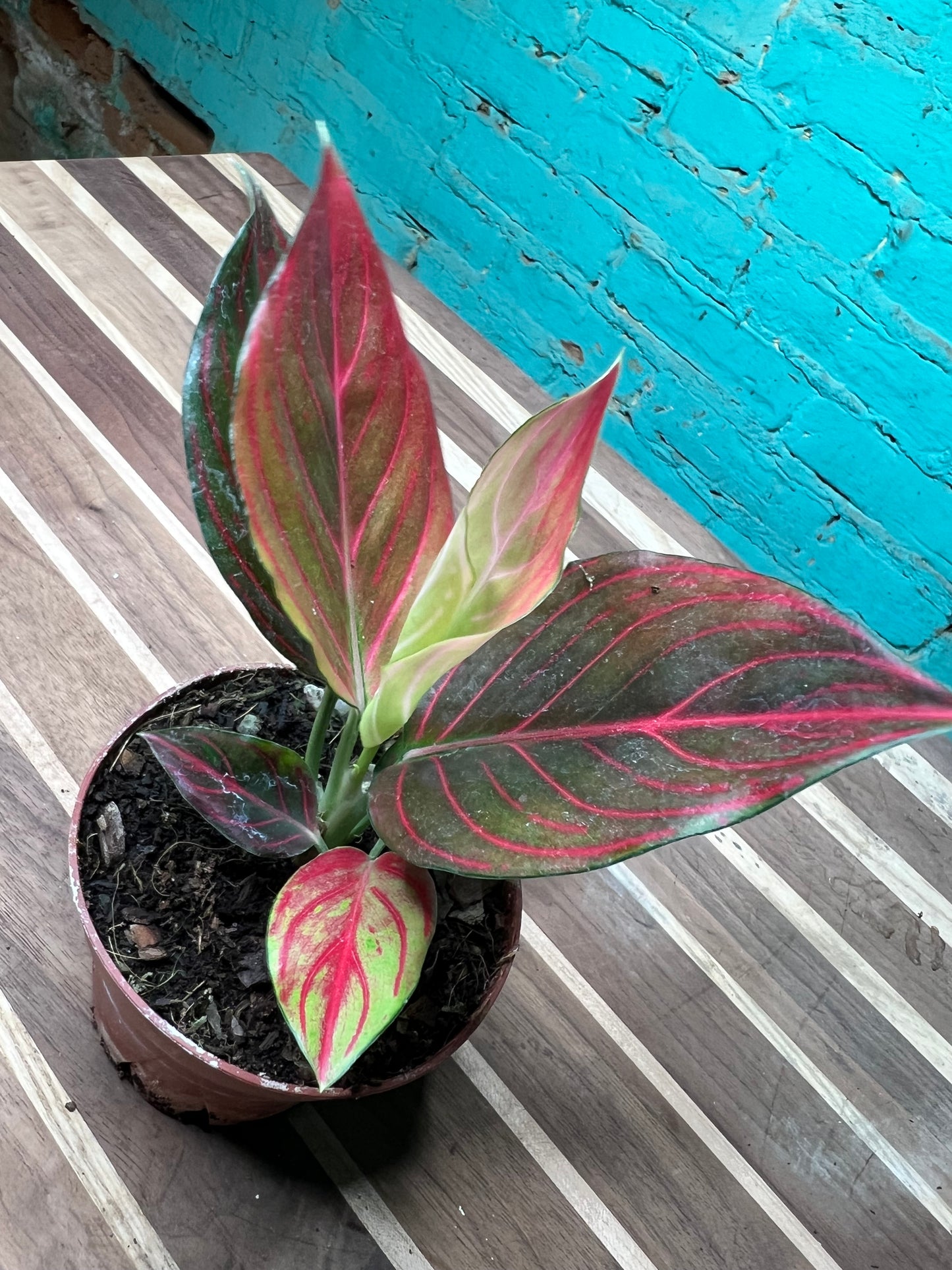 Aglaonema Rotunda Red tiger Variegated 4” (each)