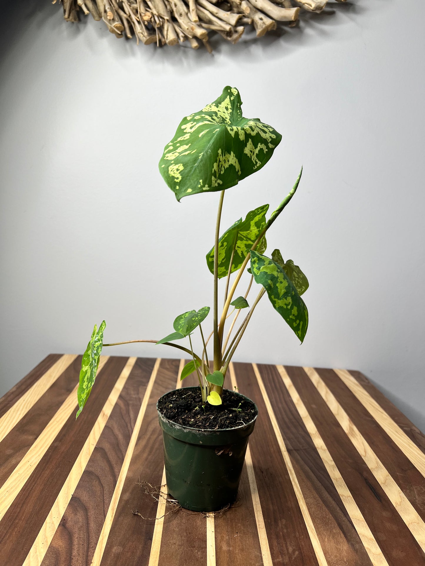 Alocasia Hilo Beauty 4”