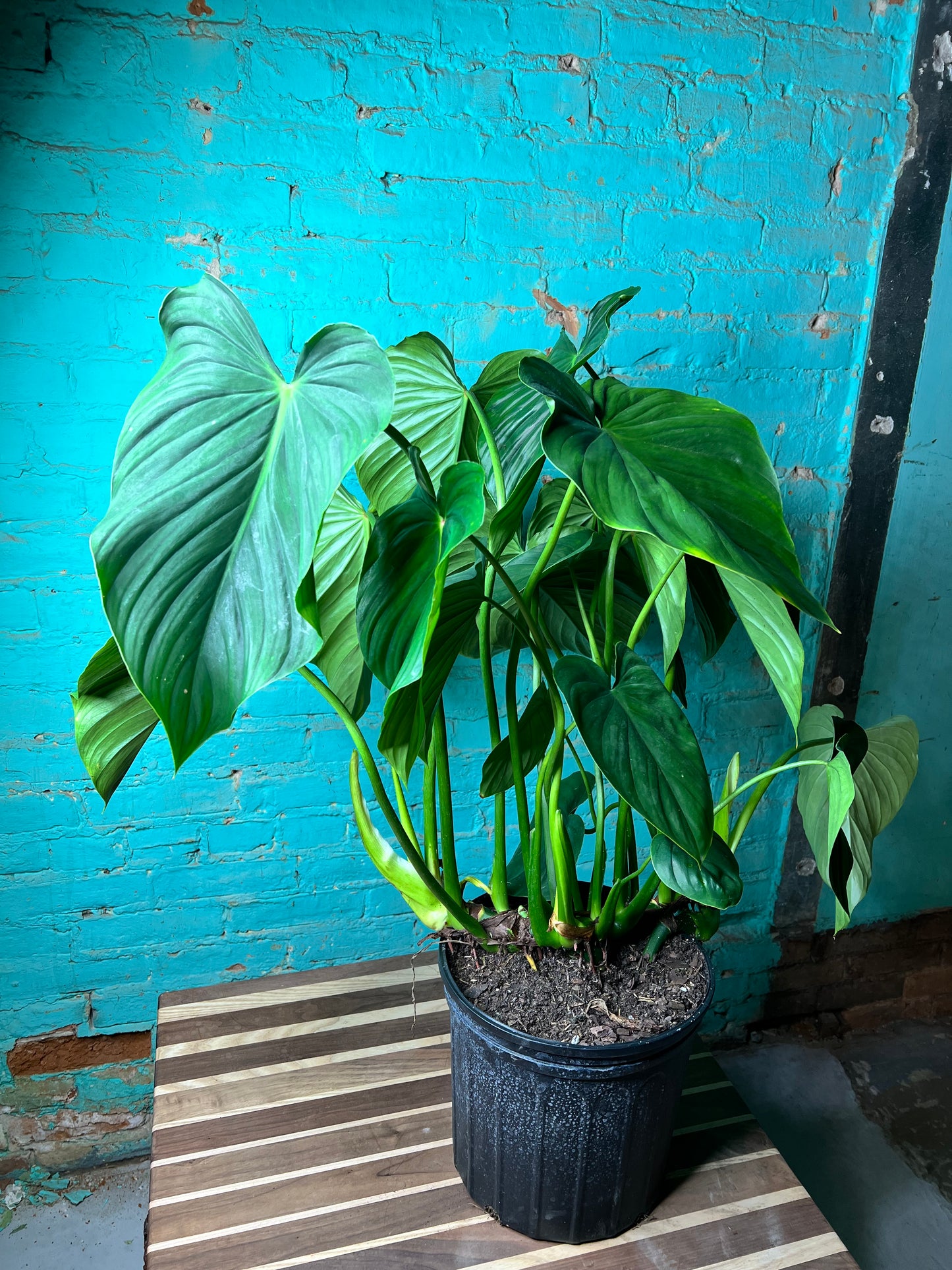 Philodendron Pastazanum 10”
