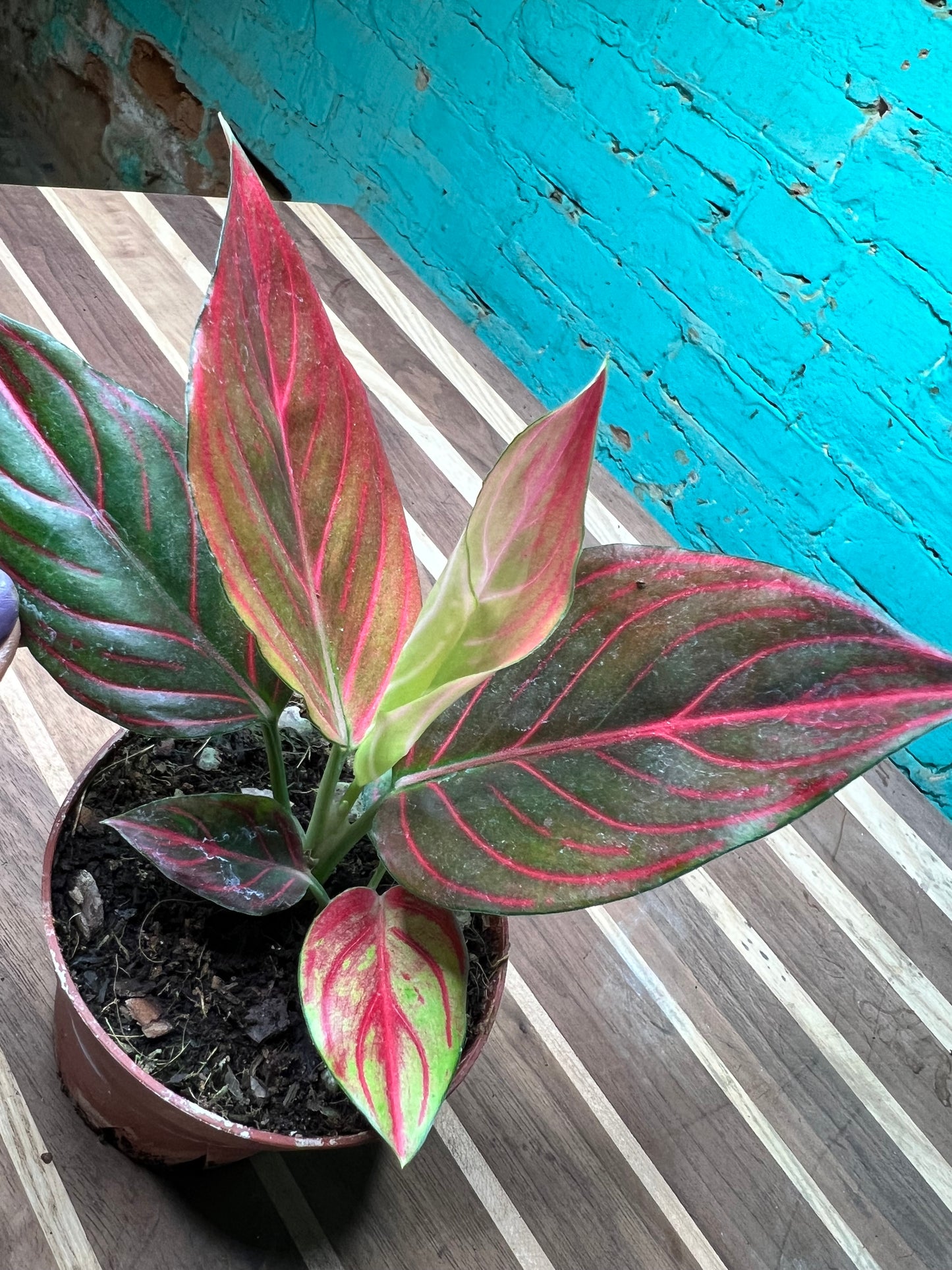 Aglaonema Rotunda Red tiger Variegated 4” (each)