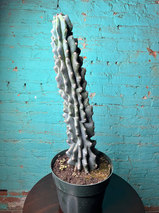 Cereus Monstrosus (Crested Apple Cactus) 10”