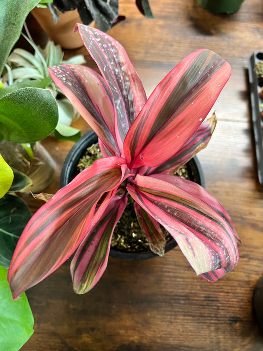 Cordyline Pink Diamond TI  6”