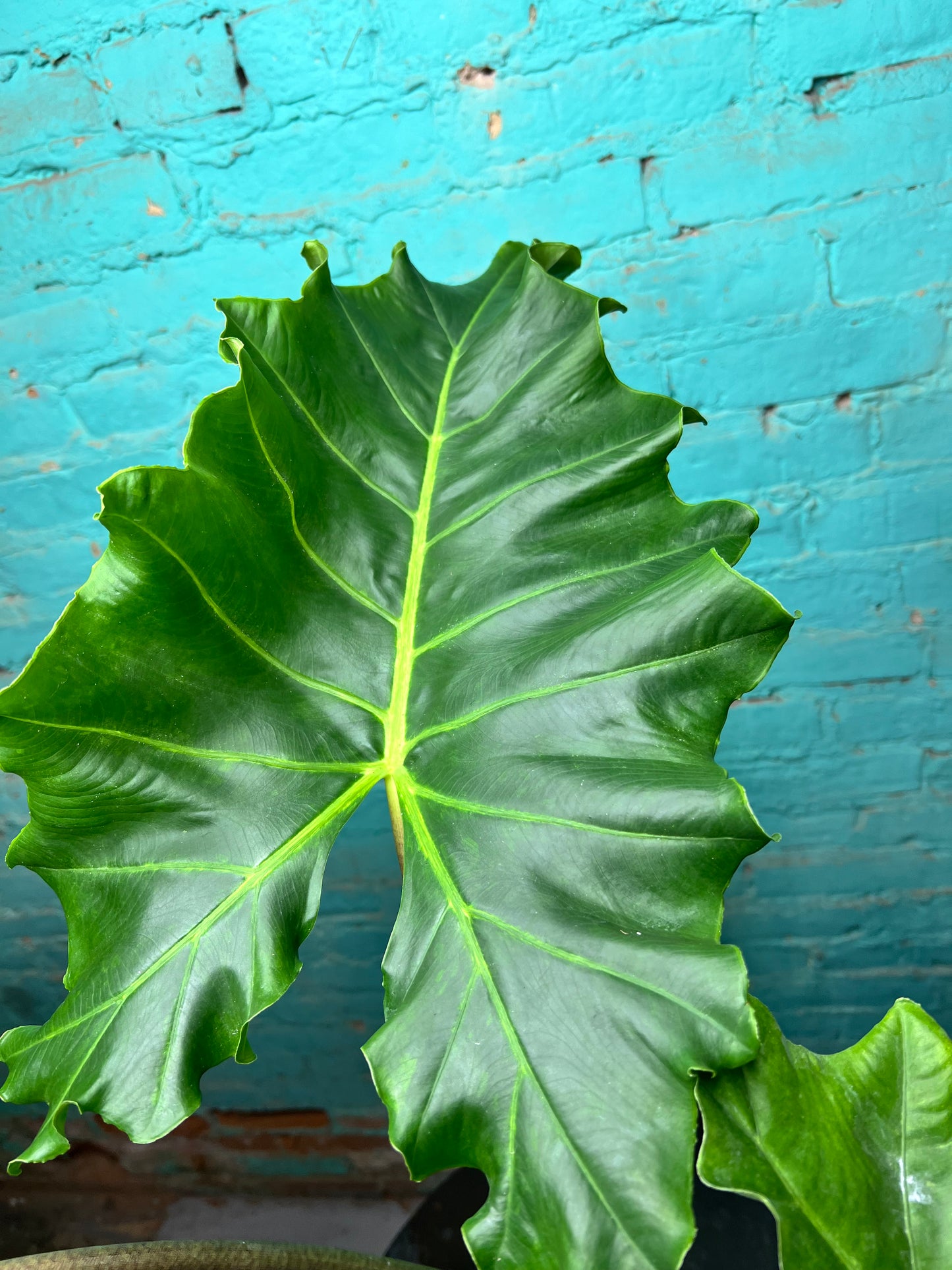 Alocasia Golden Dragon 6” (2.5 ft)