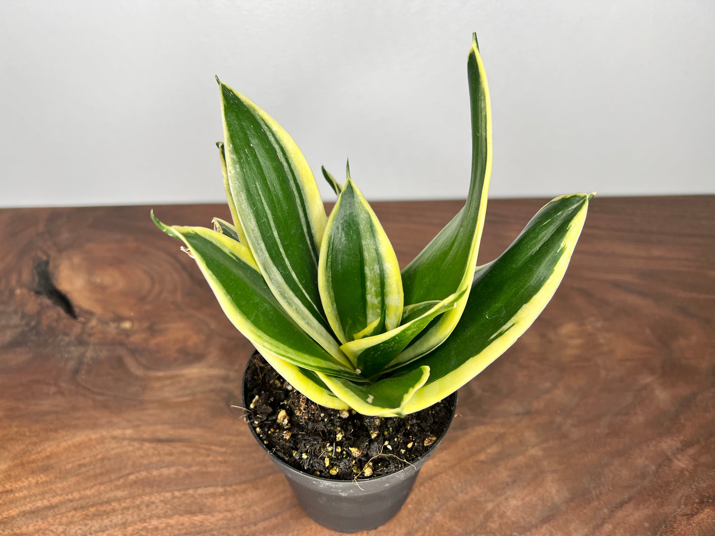 Snake Plant 4”