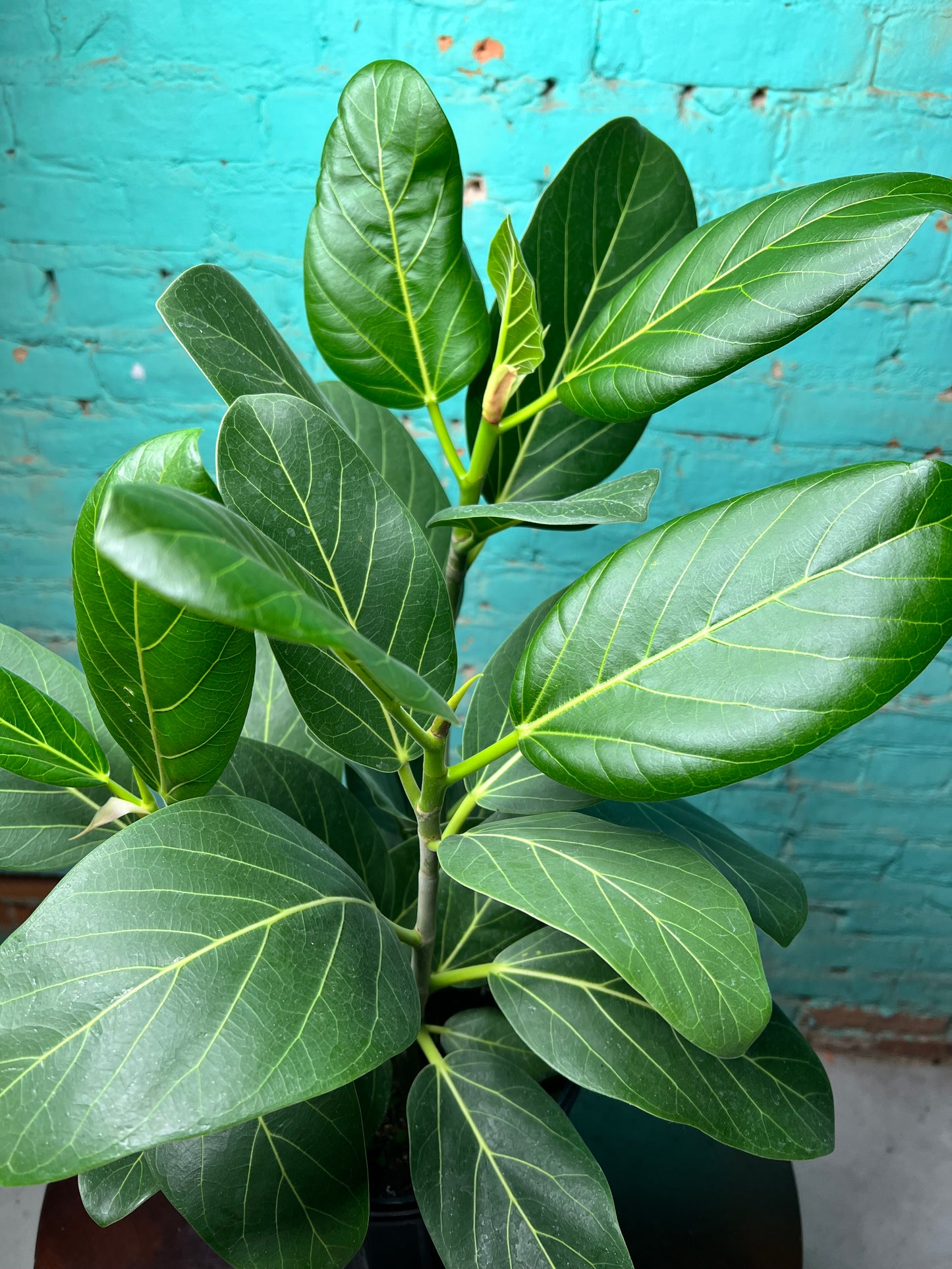 Ficus Audrey 8”