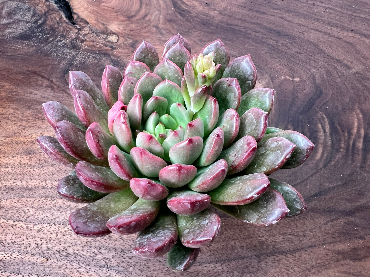 Succulent 13