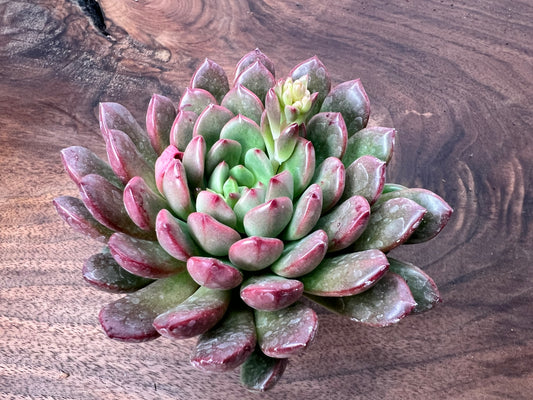 Succulent 13
