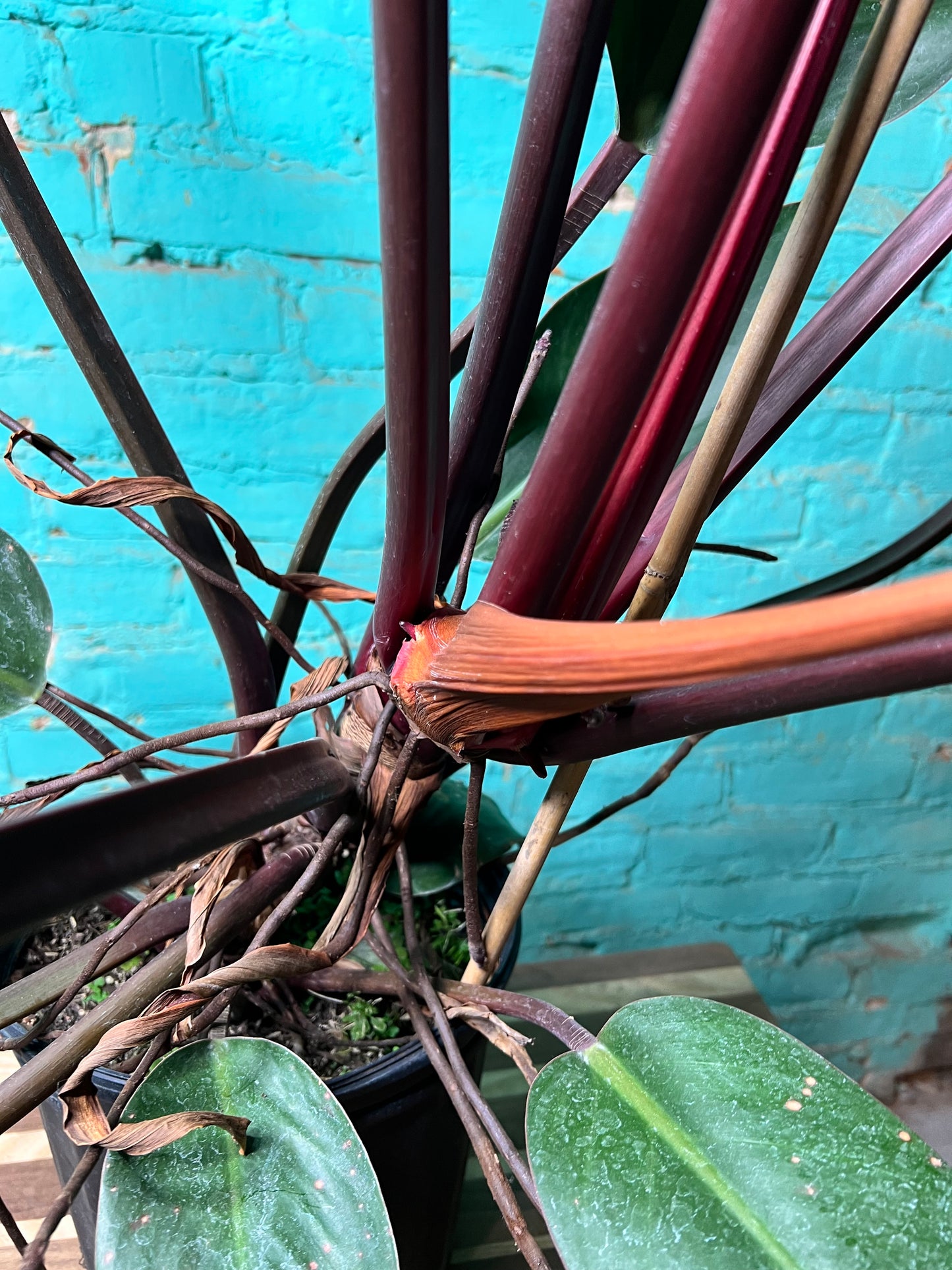 Philodendron Imperial Red 10”