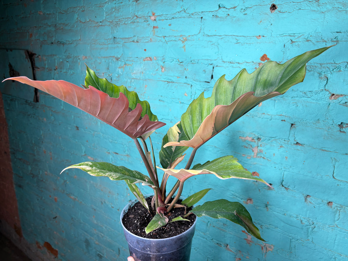 Philodendron Carmel Marble 8”