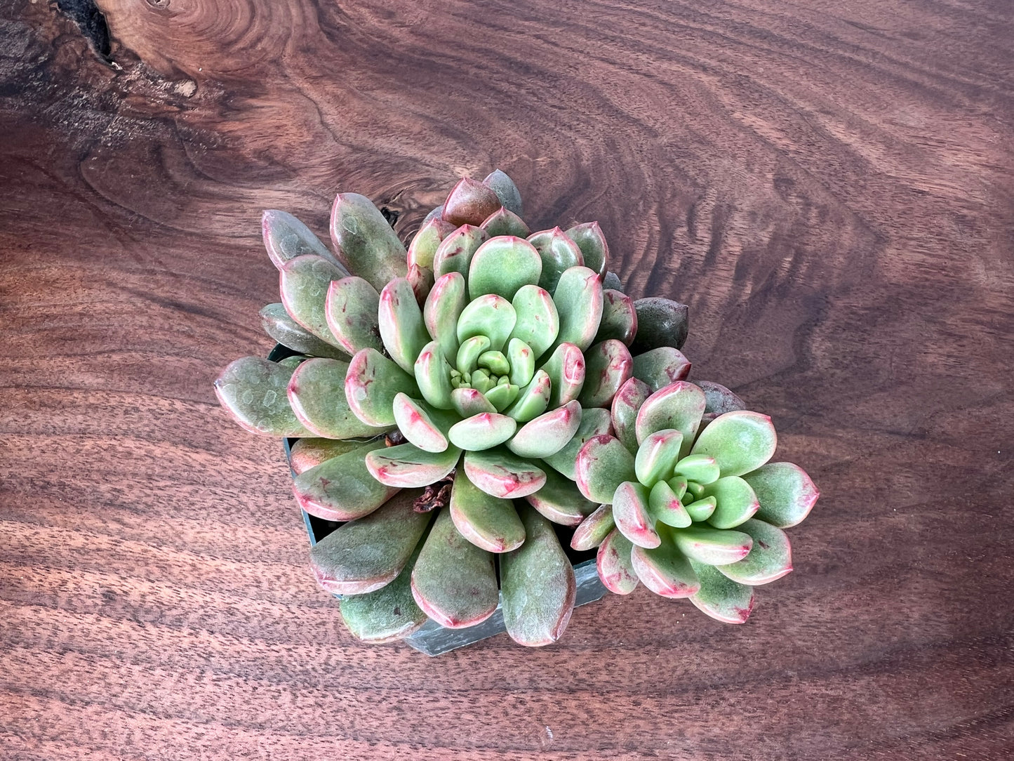 Echeveria 1