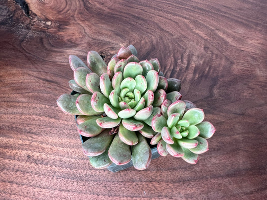 Echeveria 1