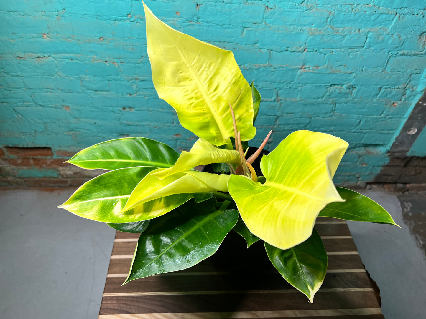 Philodendron Moonlight 10”
