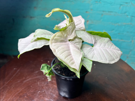 Syngonium Pink frost 4”