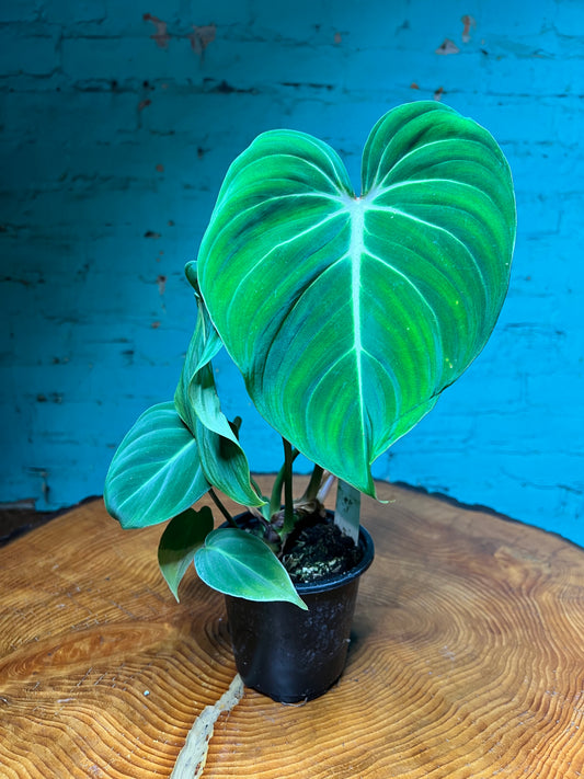 Philodendron Gloriosum 4”