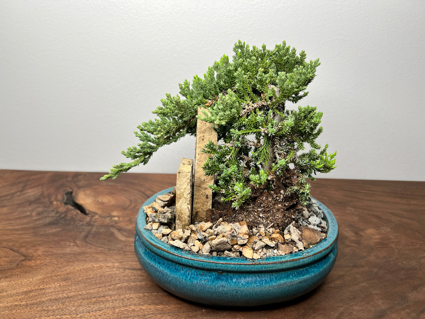 Bonsai tree 8” (3yr)