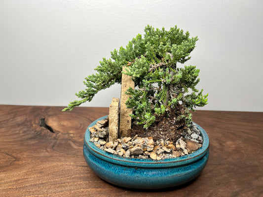 Bonsai tree 8”