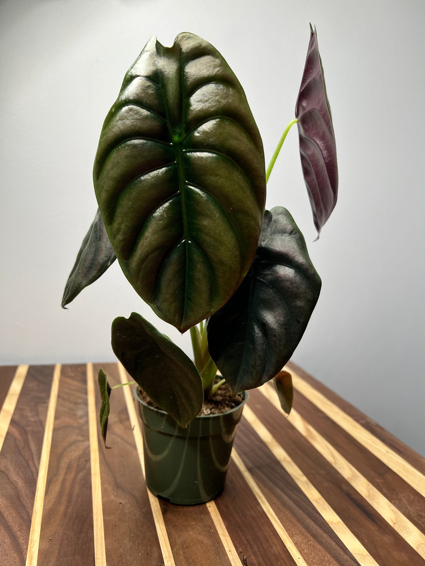 Alocasia Cuprea