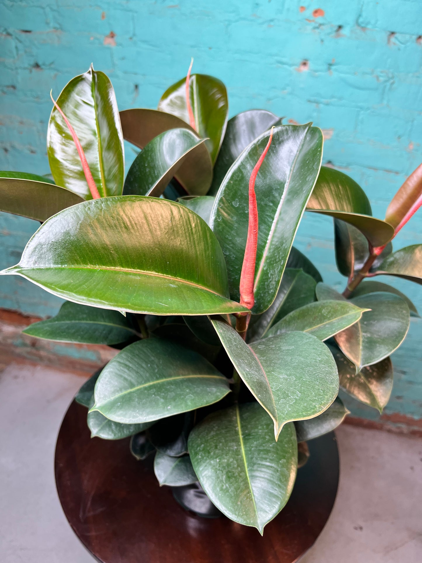 Rubber Tree- Robusta Green 7”