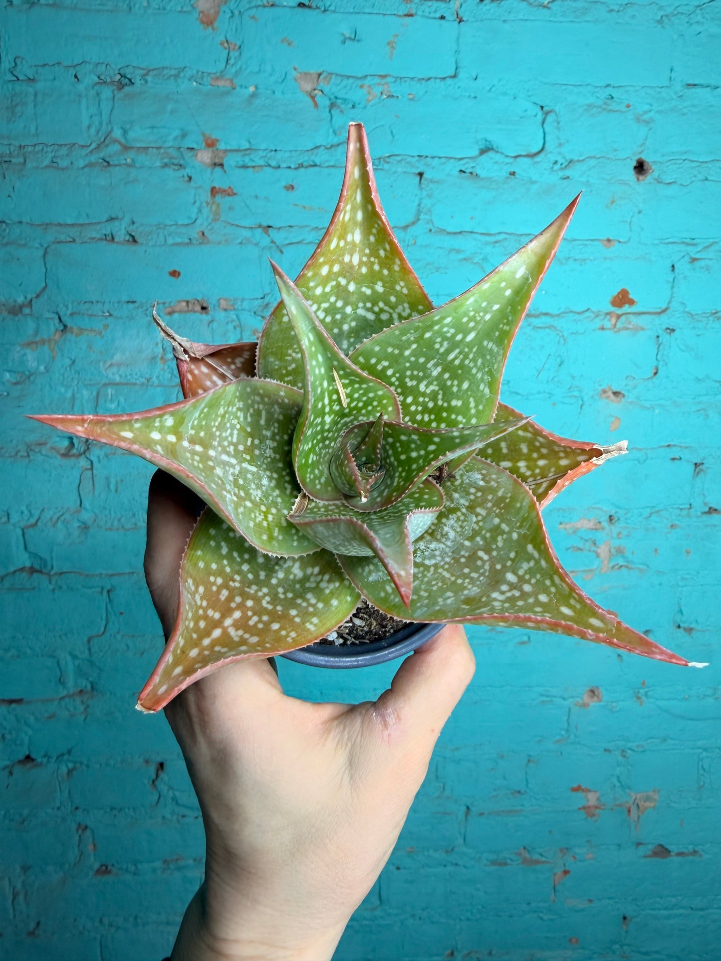 Aloe Deltiodeodort 4”