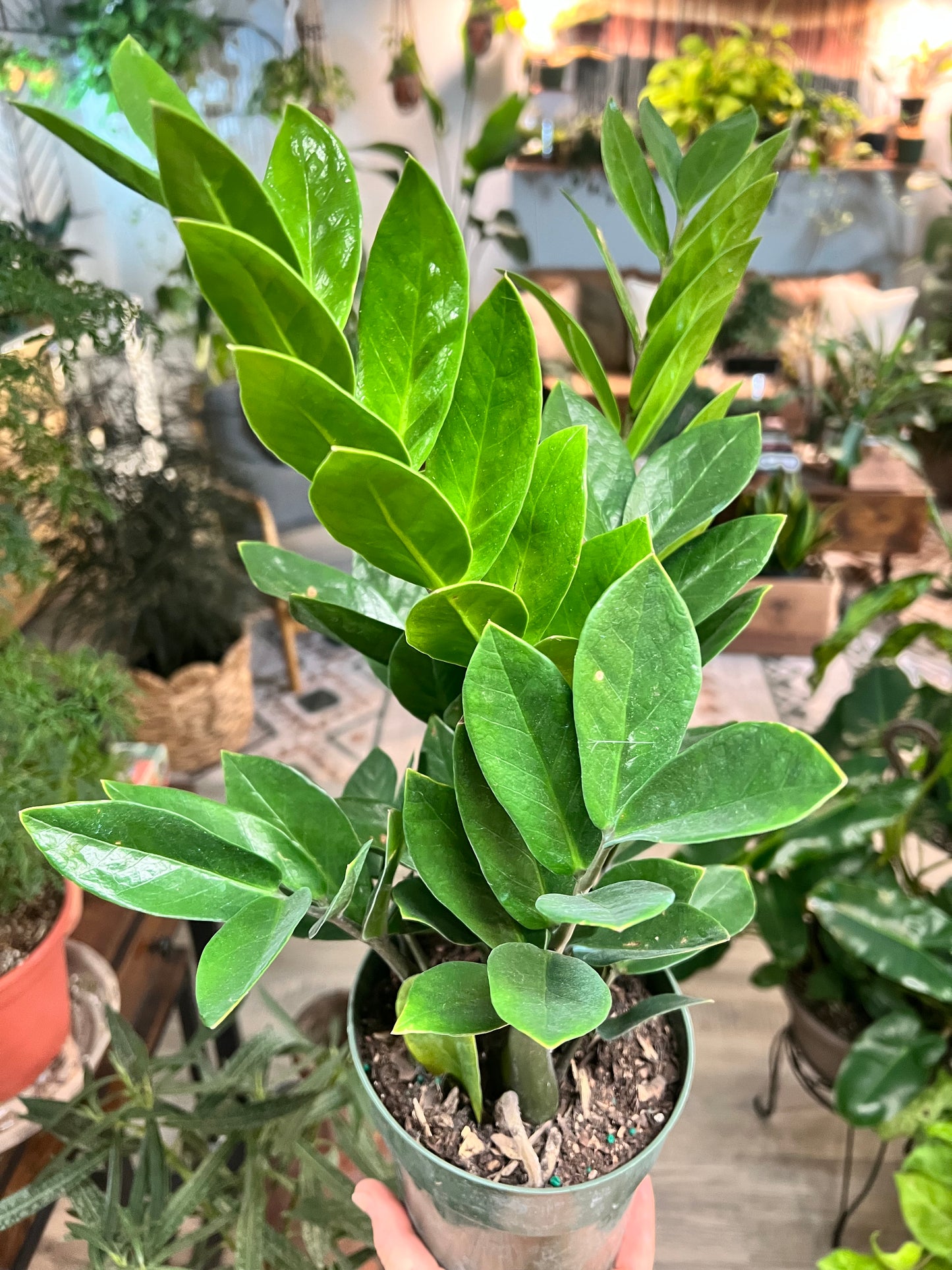 ZZ plant (6inch)
