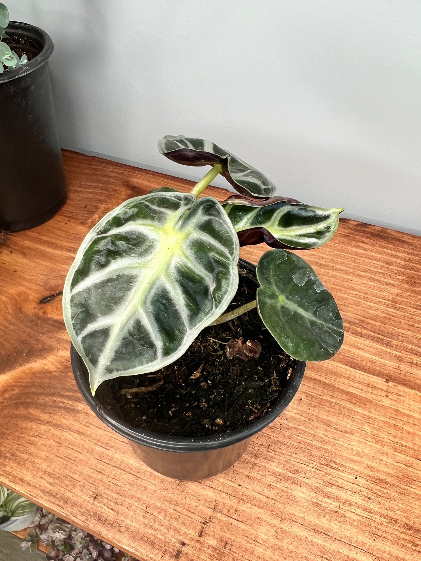 Alocasia Parasol 4”