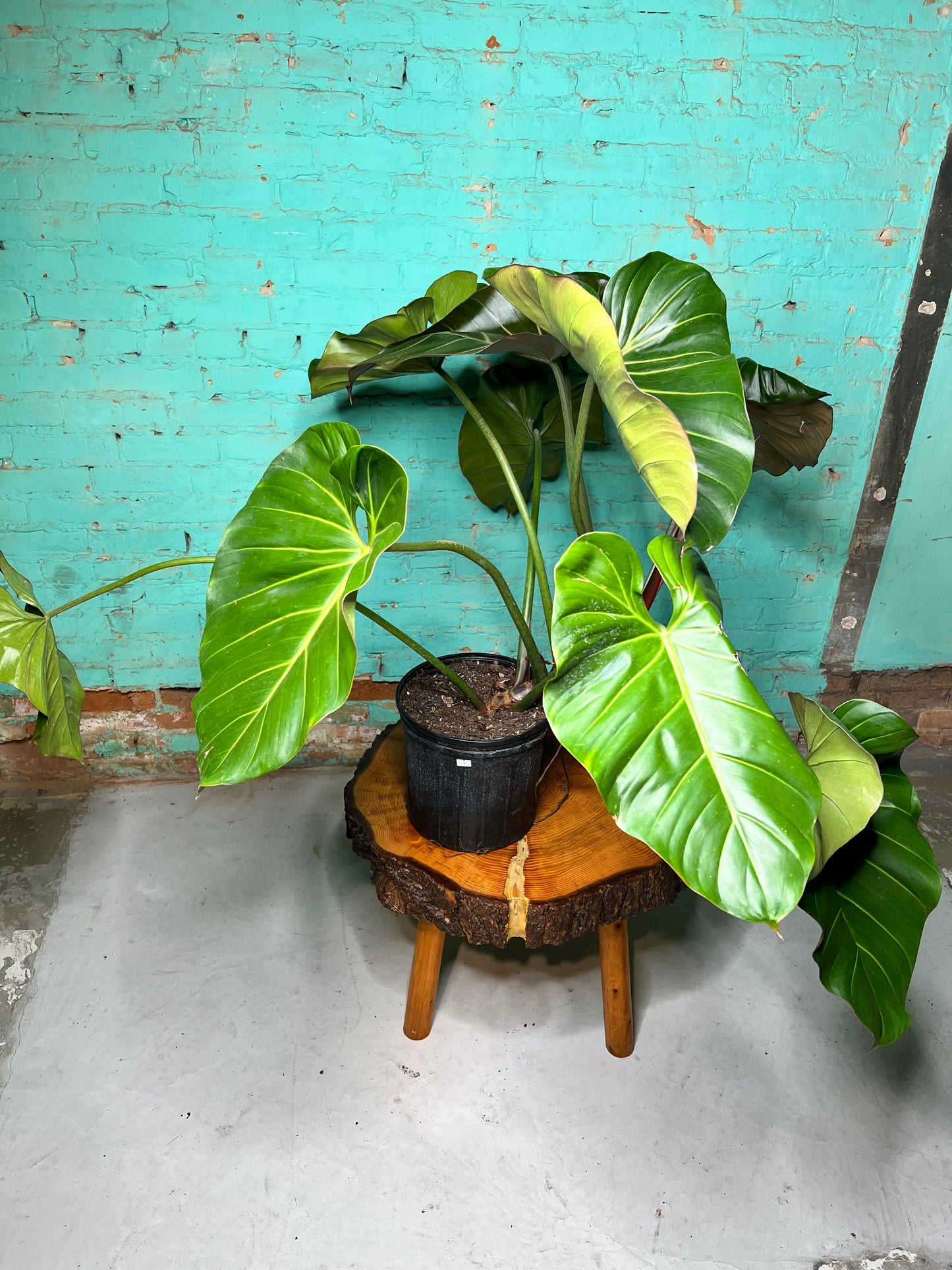 Philodendron Summer Glory 10”