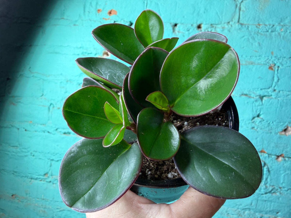 Peperomia Obtusifolia Green 4”