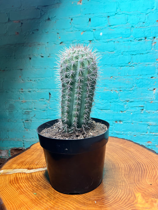 Pachycereus Pringlei
