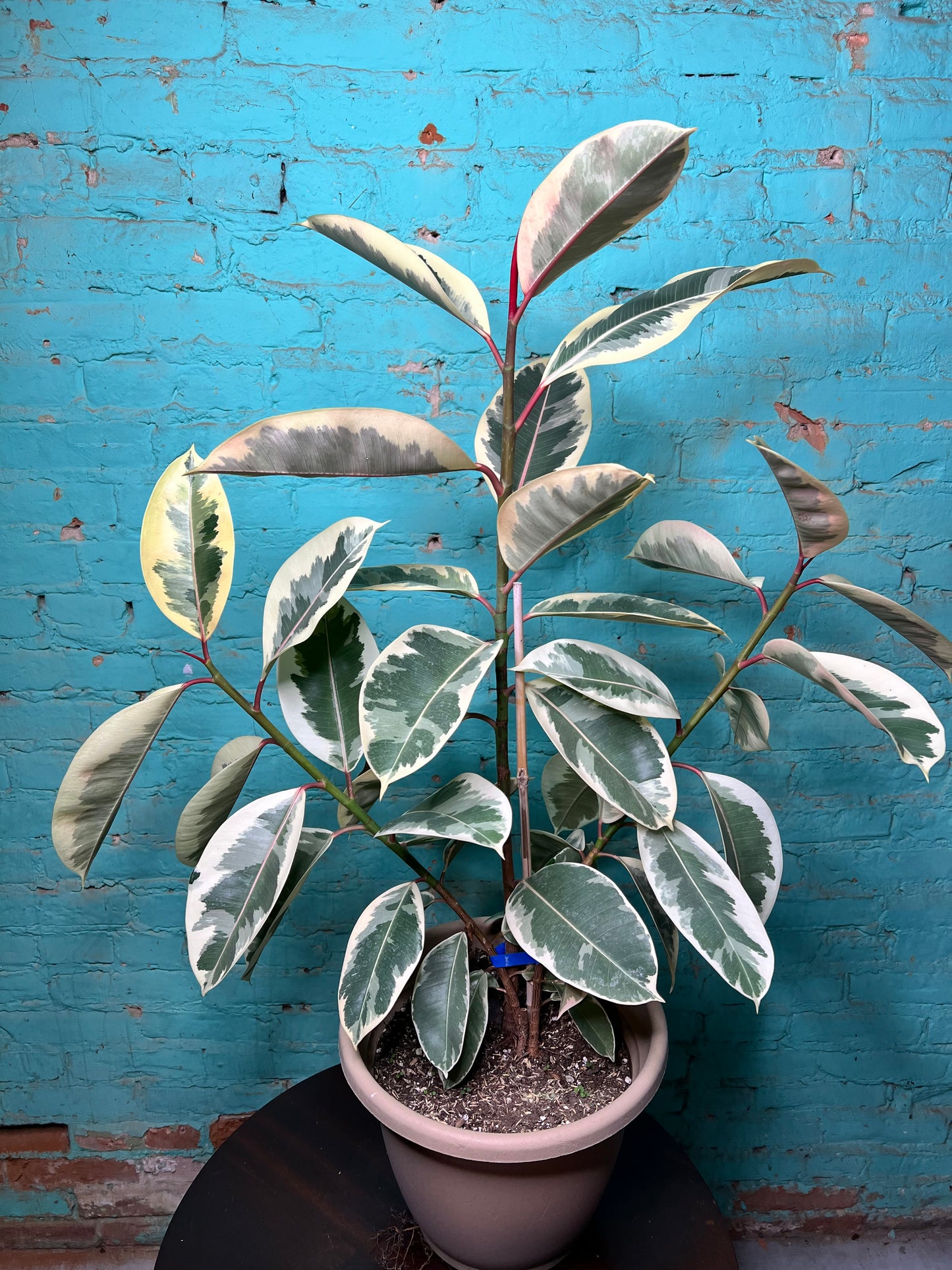 Rubber Tree-Tineke 10”