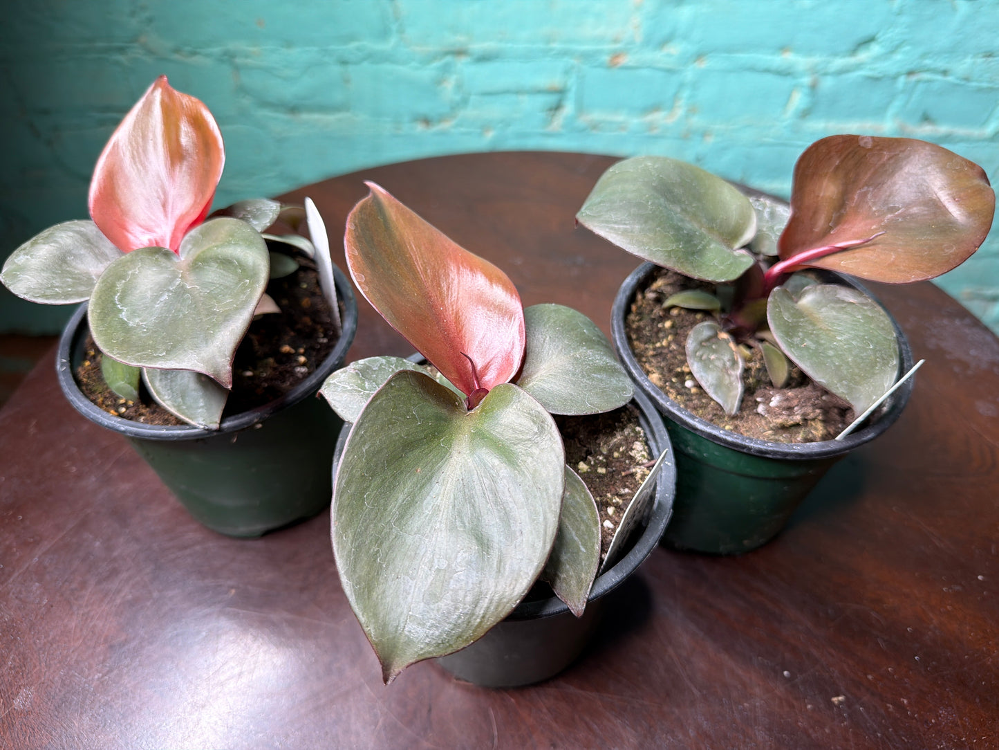 Philodendron “Red Heart” 4”