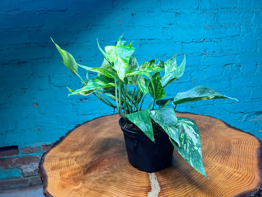 Epipremnum Sunset 6”