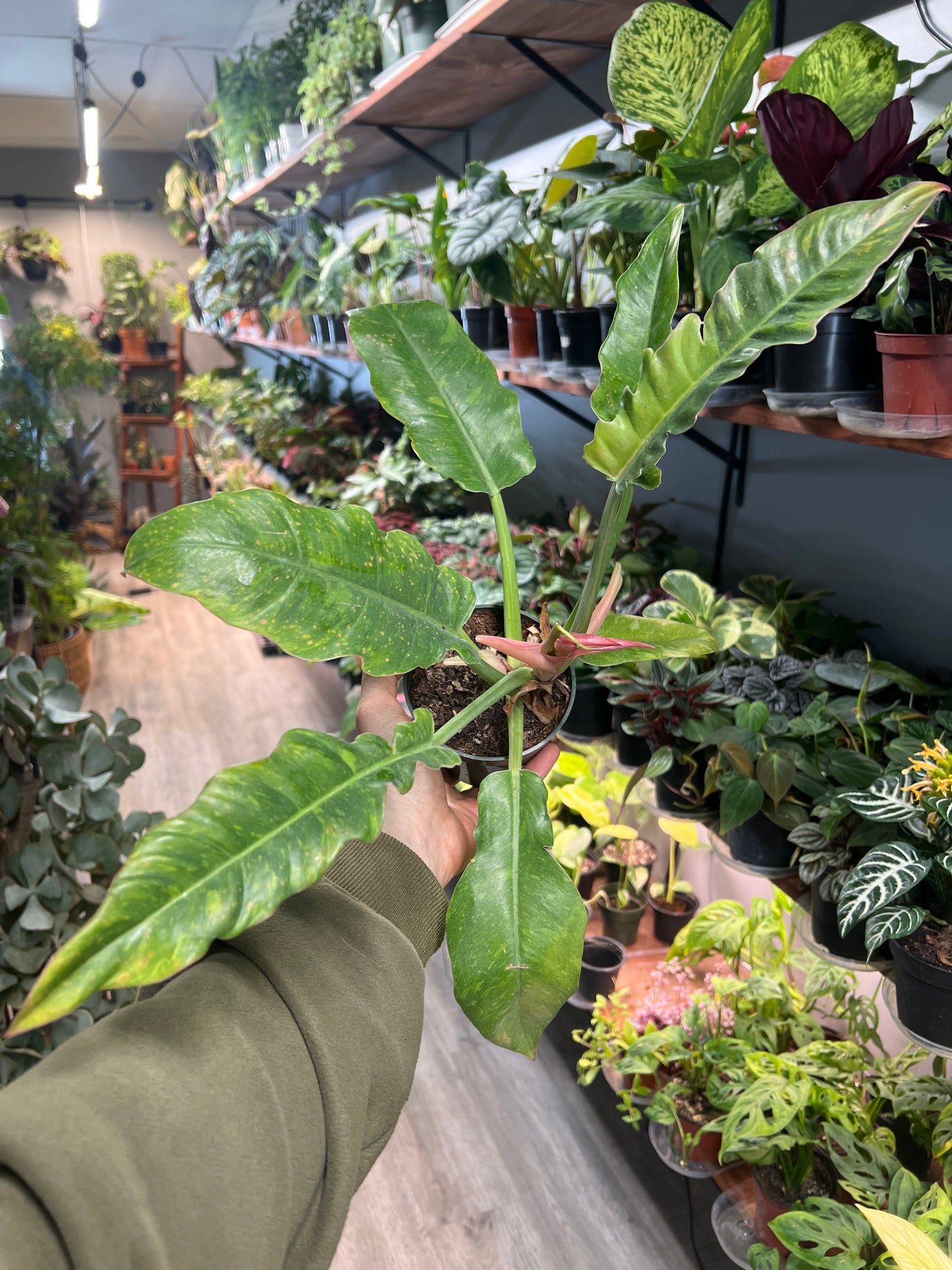 Philodendron Ring of Fire