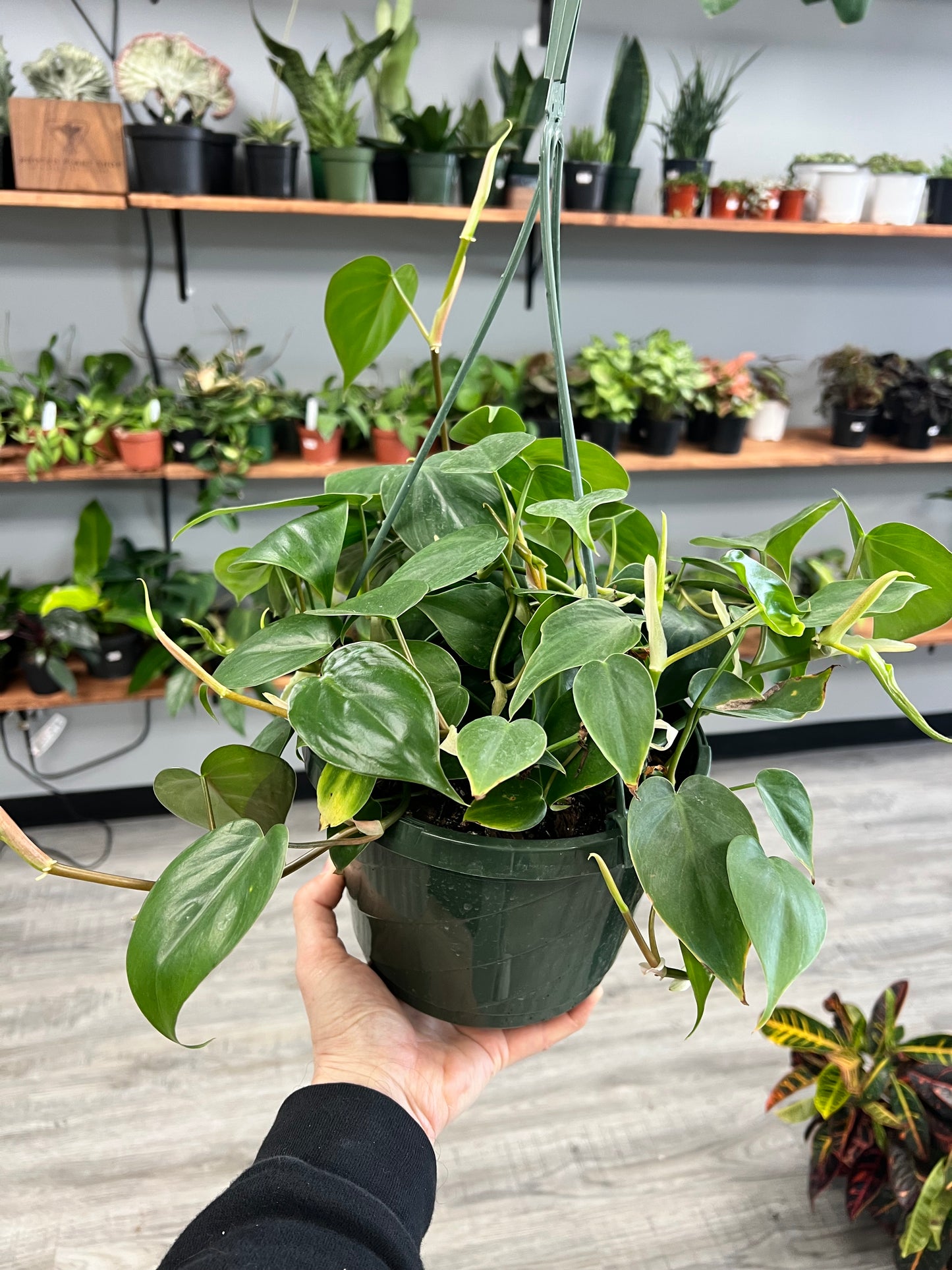 Philodendron heart leaf 8” basket