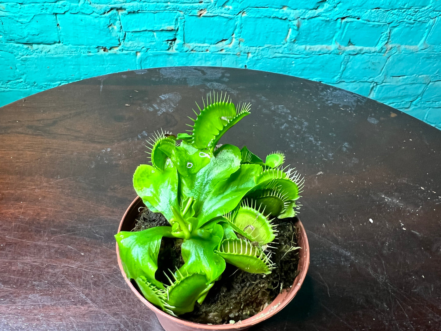 Venus Fly Trap