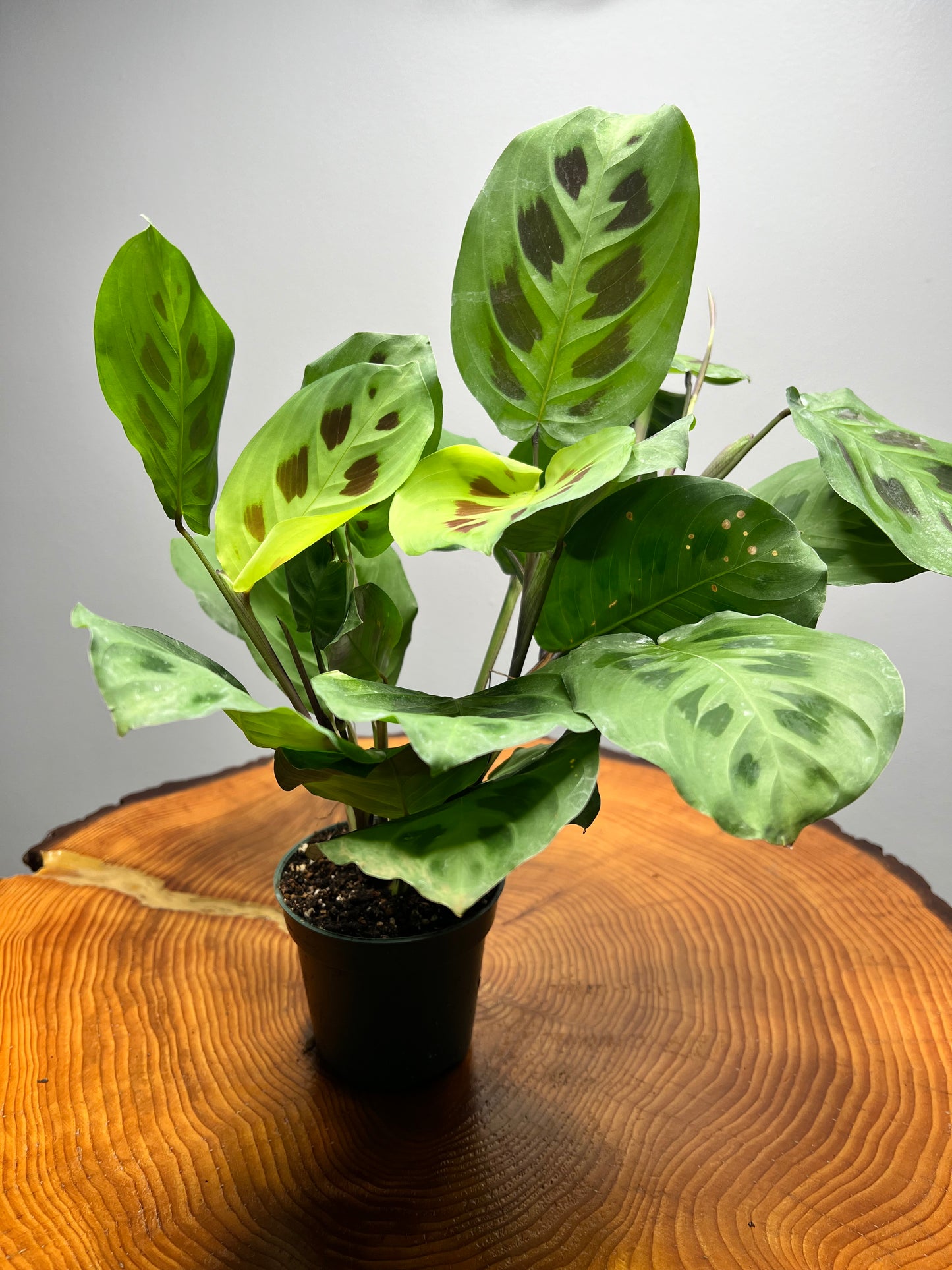 Maranta Prayer Plant leuconeura (pet friendly)