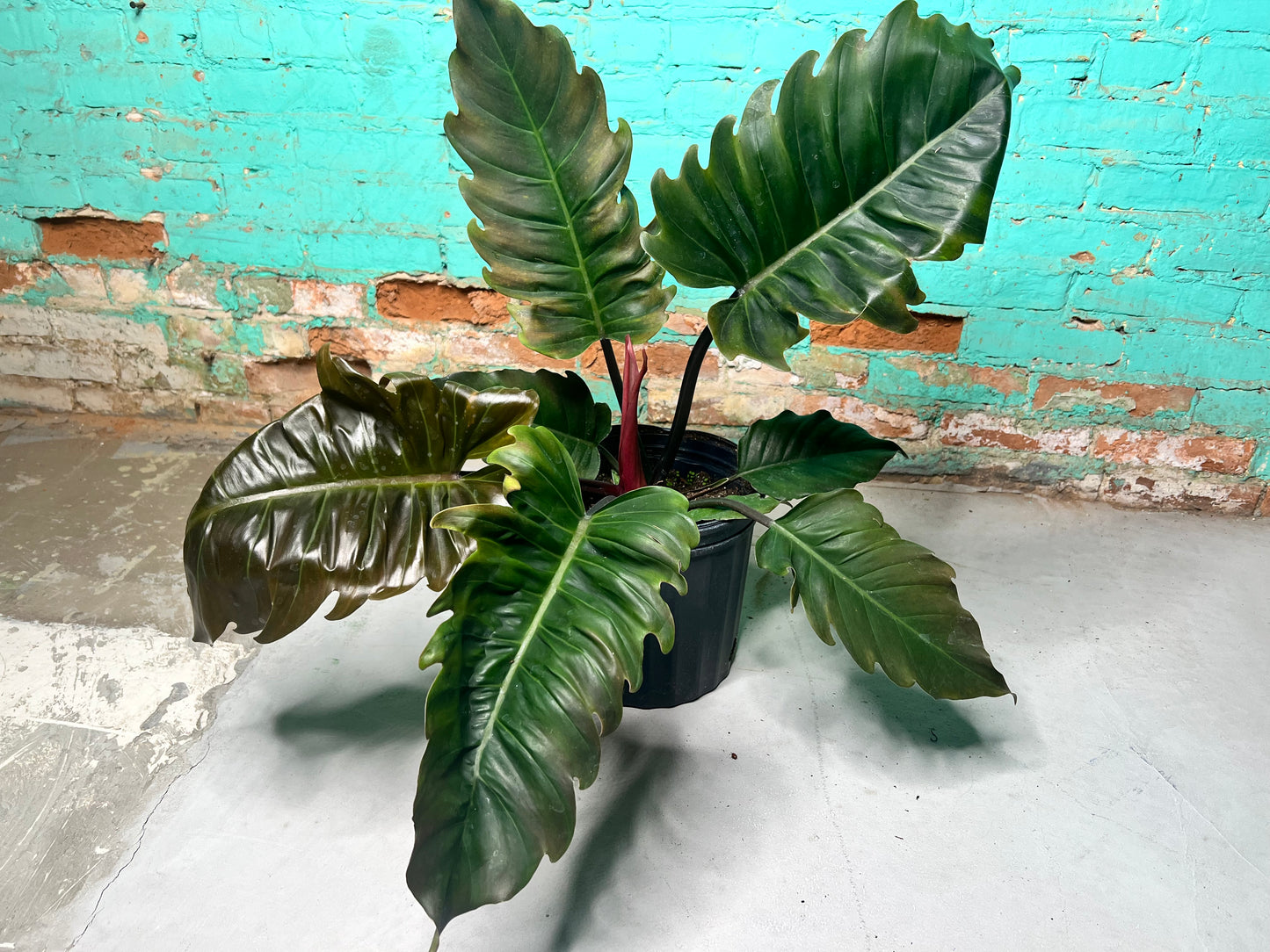 Philodendron Choco Empress 10”