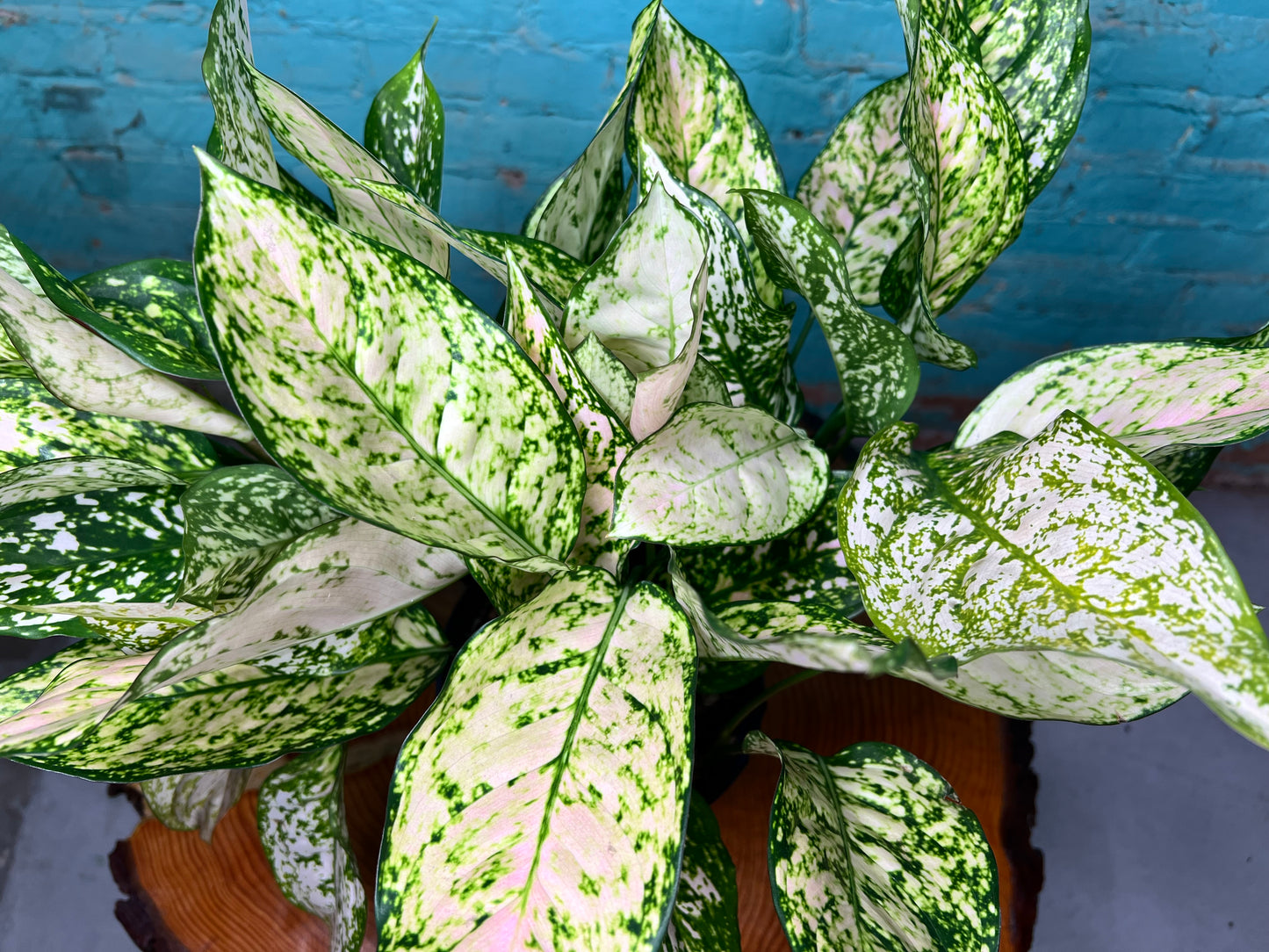 Aglaonema Snow White (pink variegated)