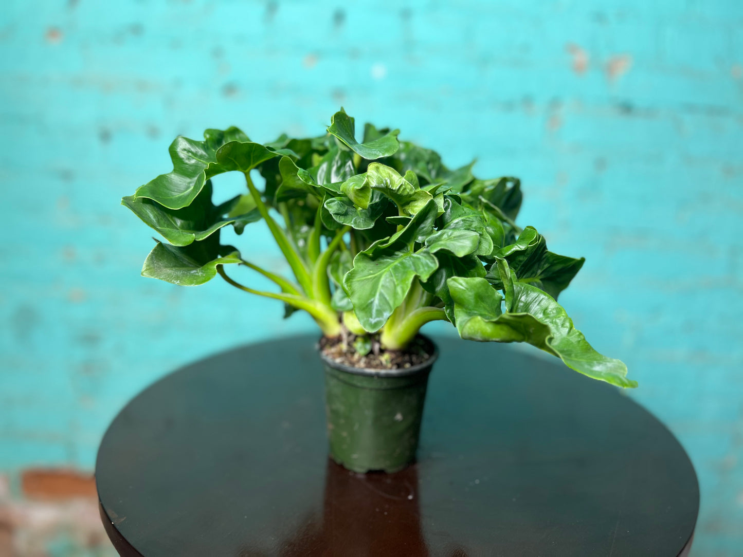 Philodendron Selloum (Hope) 4”