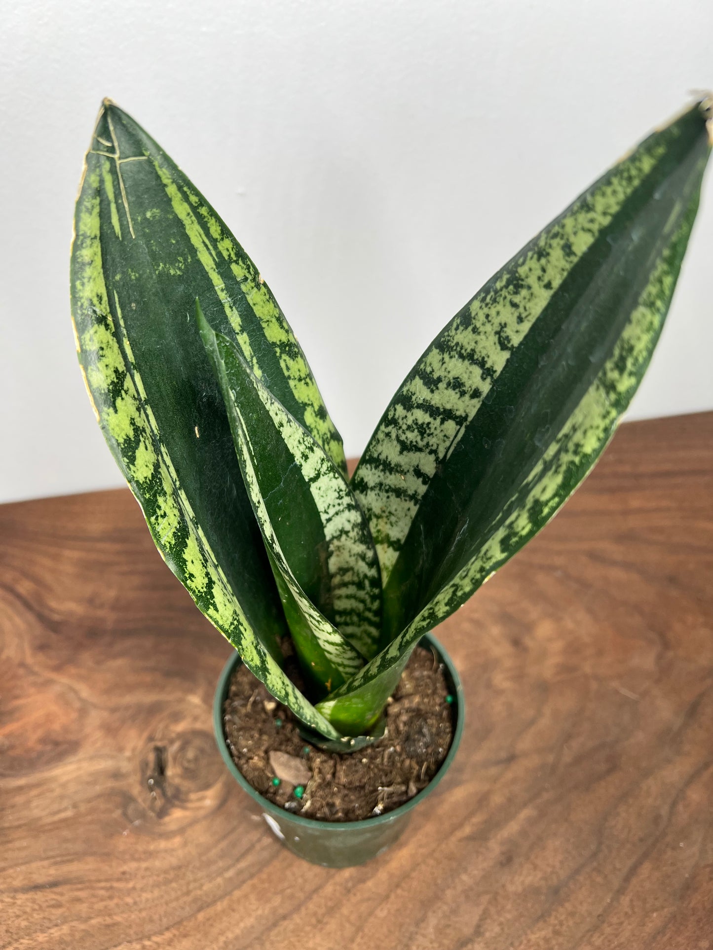 Sansevieria Whitney