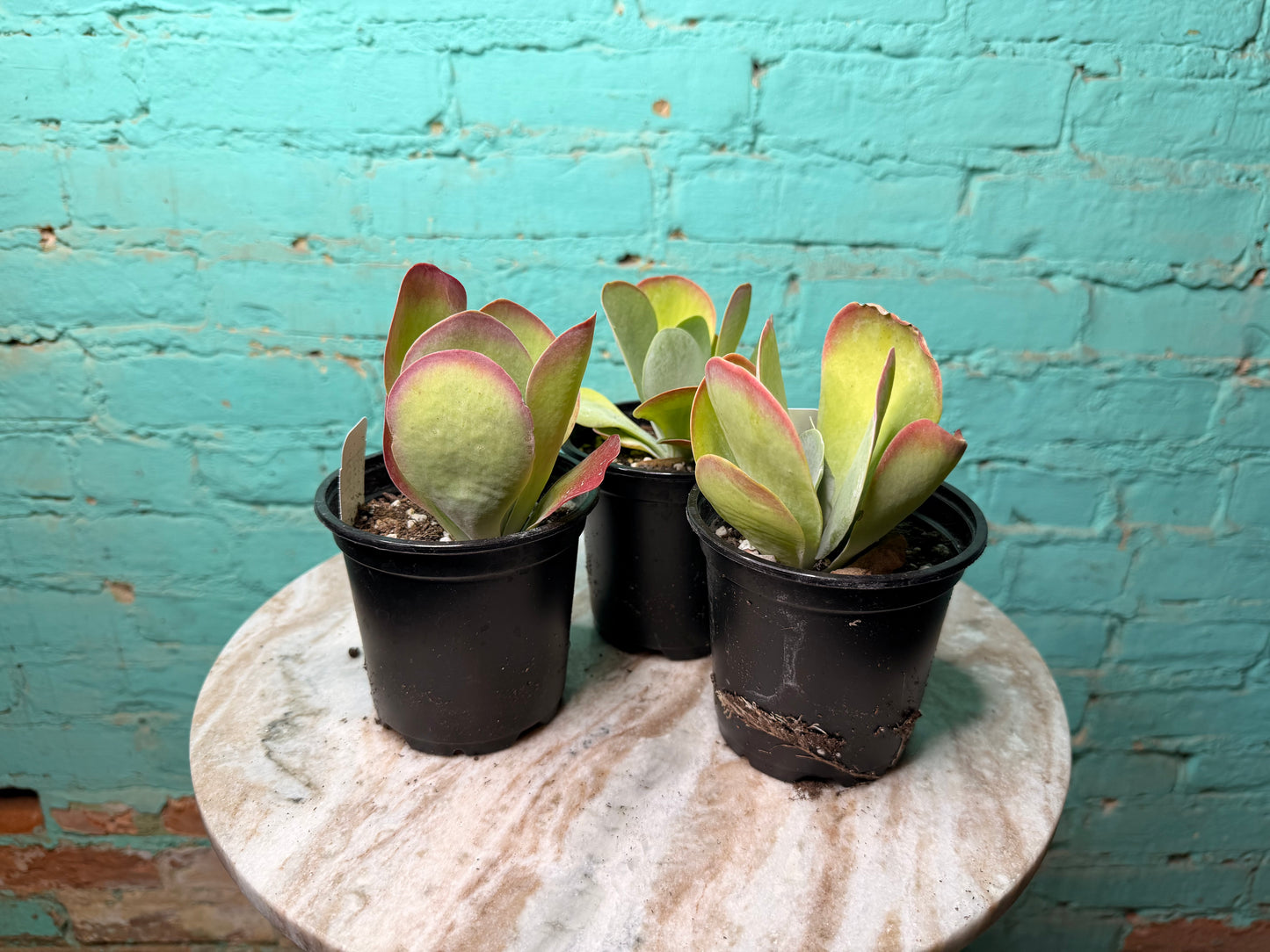 Kalanchoe Luciae ‘Fantastic’
- Flap Jack 4”