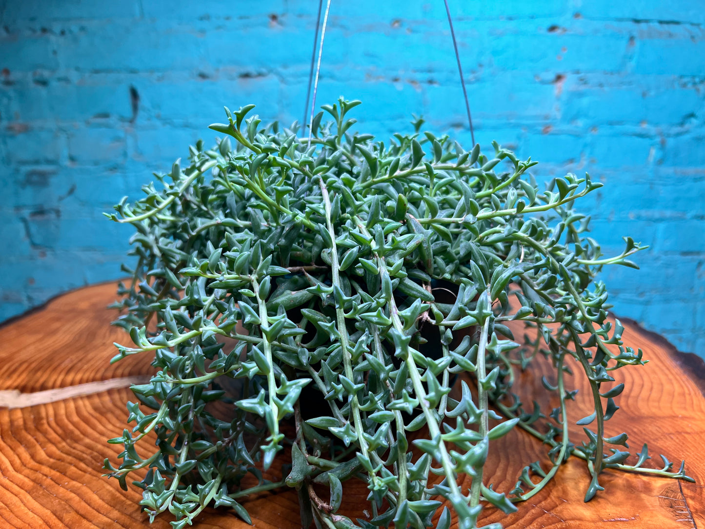 String of Dolphins 6” Basket