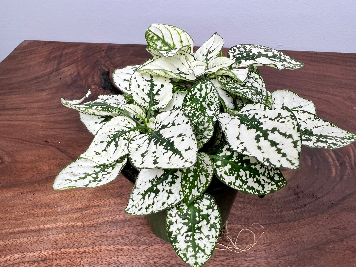 Nerveplant-Gigantea (Multi color 4inch)