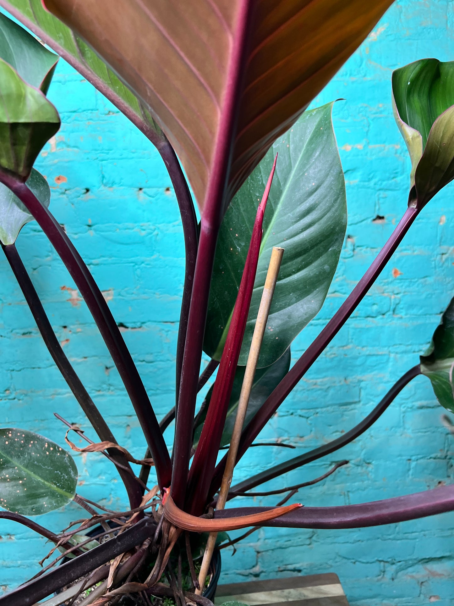 Philodendron Imperial Red 10”